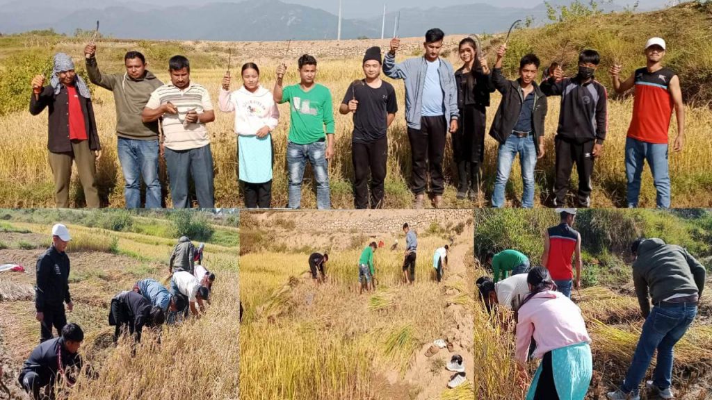 नेकपा दाङका नेता-कार्यकर्ता किसानको खेतमा धान काट्न व्यस्त