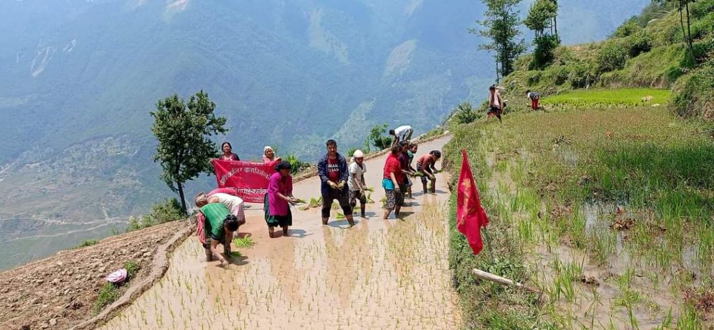 नेकपा कालिकोटले गर्याे ५ राेपनीमा धान खेती