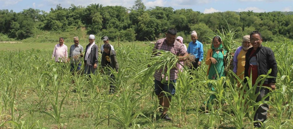 धान रोपेर समाजवाद आउदैन भन्नेहरु हाम्रो उत्पादनबाट आत्तिए : प्रदिप