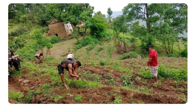 डोटीमा ६ रोपनी जग्गामा नेकपाको भटमास खेती 