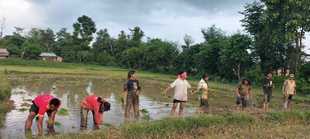 सामना साँस्कृतिक परिवारद्वारा एक बिघा जमिनमा धान रोपाइँ