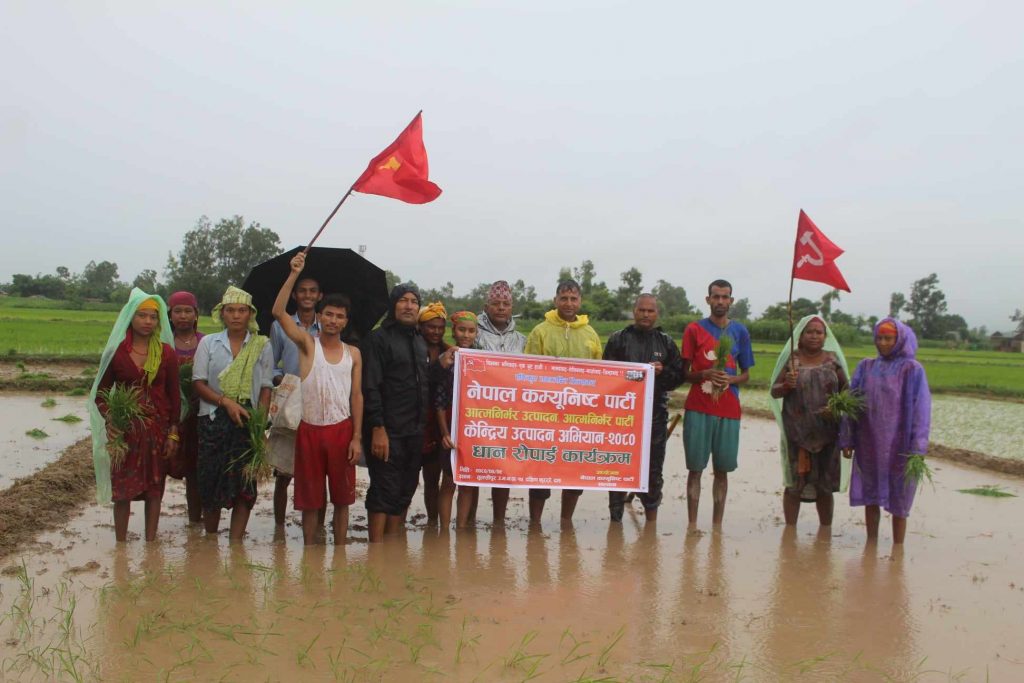 नेकपा सल्यानद्वारा १ बिघा जमिनमा धान रोपाइँ