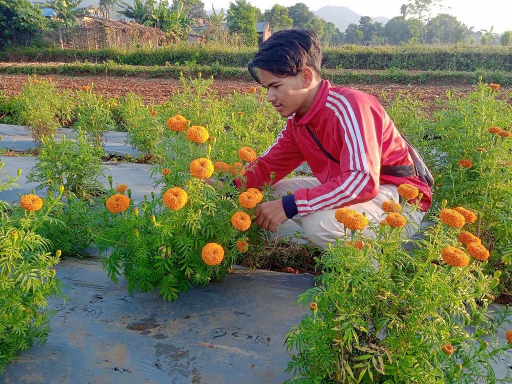 दाङ्गमा अखिल (क्रान्तिकारी)का एक युवाद्धारा लोभलाग्दो फुल खेती