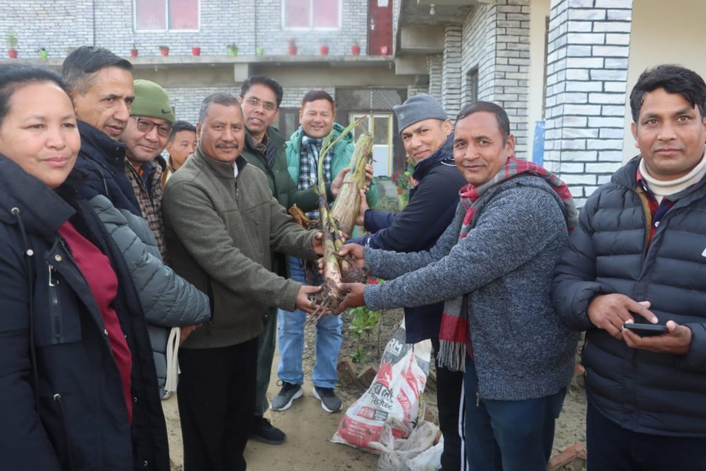 नेकपाका महासचिव विप्लवलाई सेती ब्यूरोद्वारा ‘मालपुवा’ जातको केराको बेर्ना हस्तान्तरण