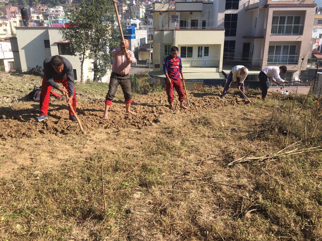 नेकपा उपत्यका उत्पादन व्यूरोद्धारा लसुन लगाईयो