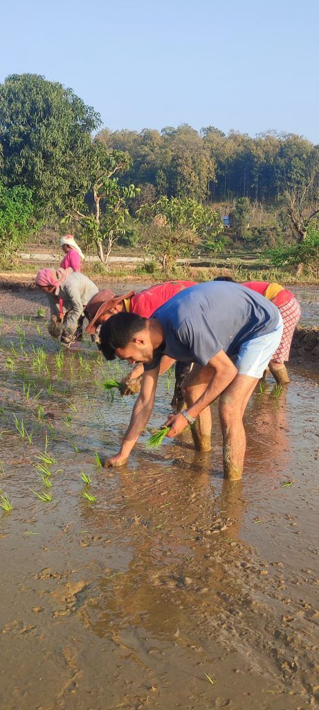 नेकपा केन्द्रिय उत्पादन शाखा माडीमा चैते धान रोपाइँ सुरु