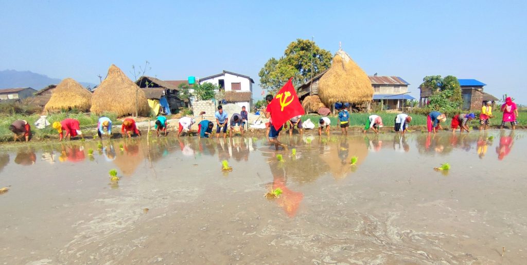 नेकपा केन्द्रिय उत्पादन शाखा माडीद्वारा चैते धान रोपाइँ