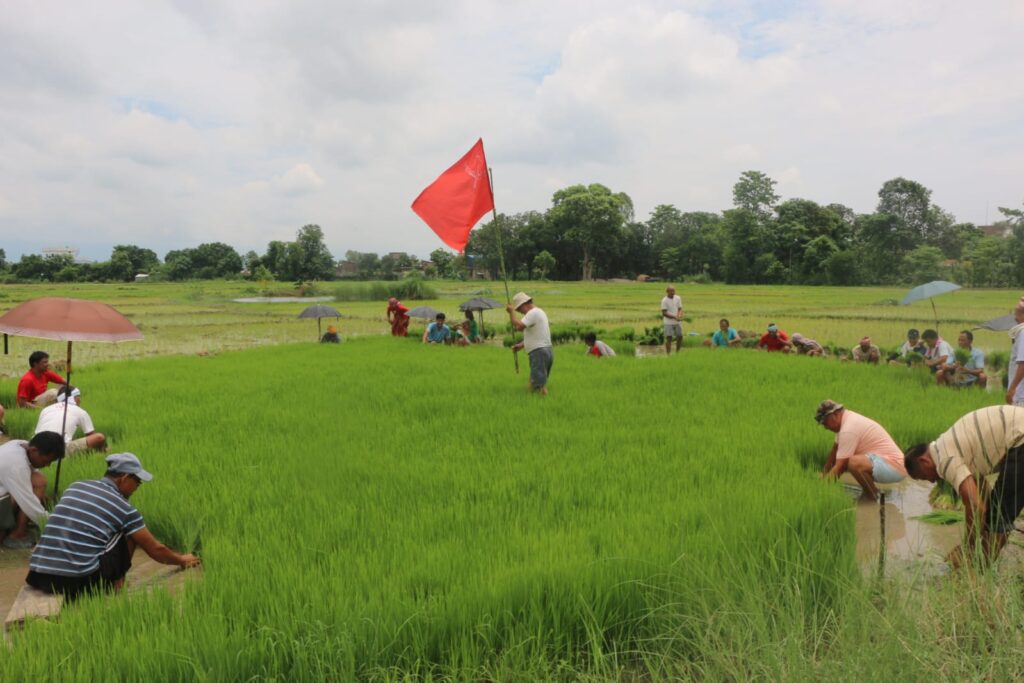 नेकपा लुम्बिनी प्रदेशका इन्चार्ज सन्तोष सीद्वारा धान रोपाईको उद्घाटन