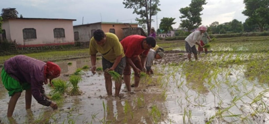 युवा संगठन नेपालले कैलालीमा रोप्यो २ बिगाहा खेतमा धान