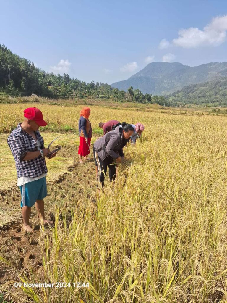 नेकपा गण्डकीले धान धन्क्याउदै आलू रोप्ने तयारी जुट्याे