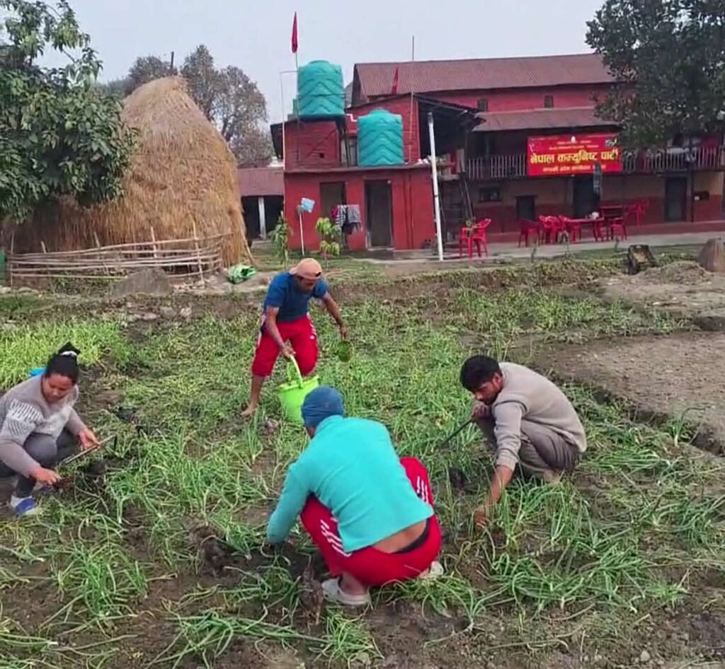 नेकपा गण्डकी निरन्तर उत्पादनमा: कृषि उत्पादनसङ्गै हार्पिक फिनेल बिक्री गर्दै