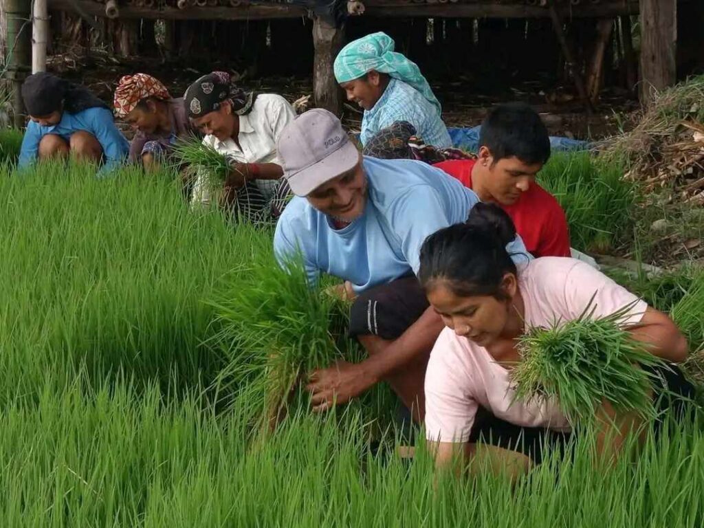 नेकपाको माडी उत्पादन शाखामा रोपाइँ र मकै थन्काउने चटारो