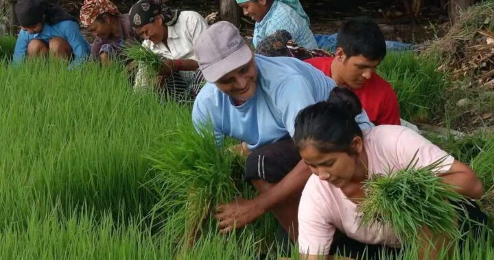 नेकपाको माडी उत्पादन शाखामा रोपाइँ र मकै थन्काउने चटारो