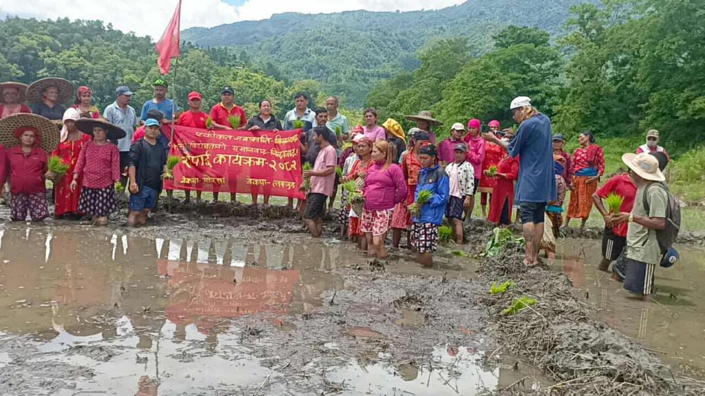 धान रोपाईंमा नेकपा गण्डकी :  गोरखा–लमजुङको संयुक्त रोपाइँ सम्पन्न