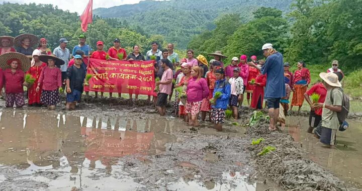 धान रोपाईंमा नेकपा गण्डकी :  गोरखा–लमजुङको संयुक्त रोपाइँ सम्पन्न