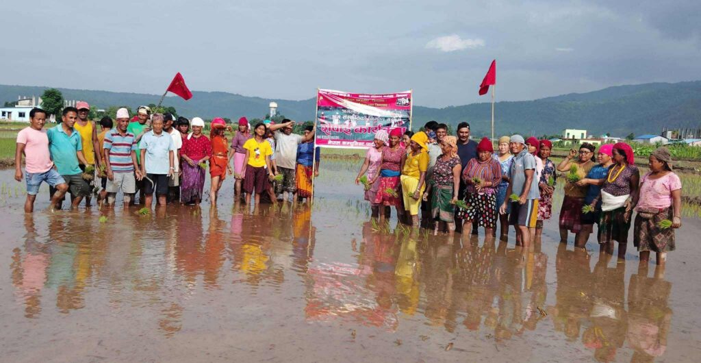 नवलपुरमा धान रोपाइँ सम्पन्न, राजनीतिक चेतनासहितको कृषि अभियानले नै मुलुक आत्मनिर्भर हुने