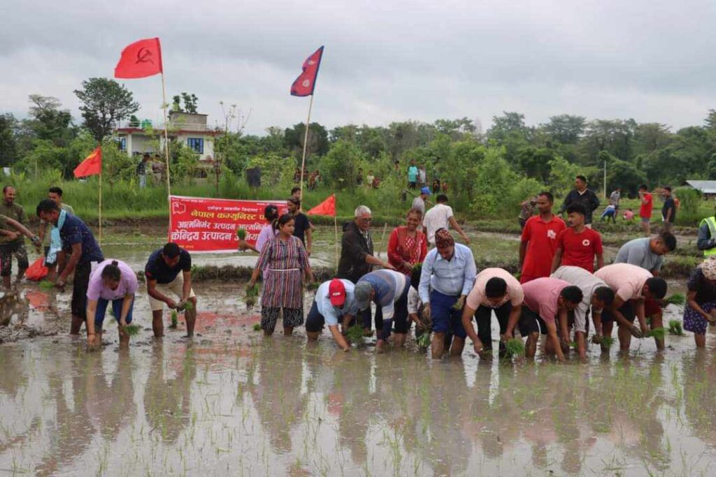 नेकपा मधेस प्रदेशको रोपाईँ सुरु