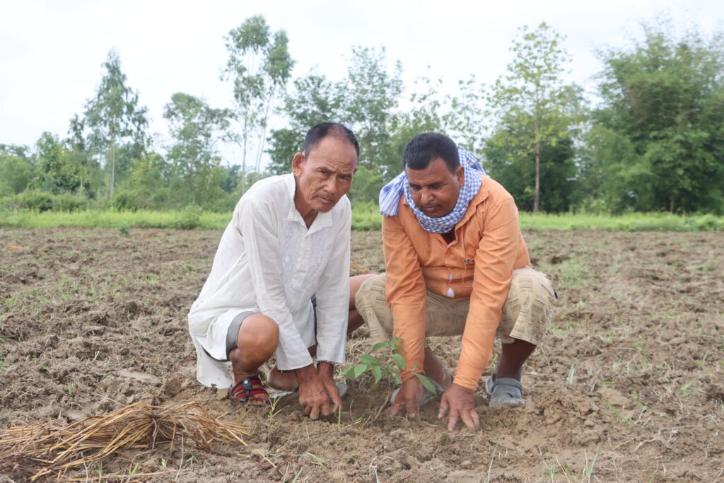 मधेसमा उत्पादन कार्य जारी